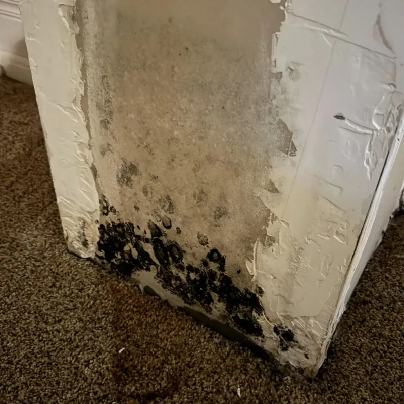 Professional Mold Removal in Brimfield, OH